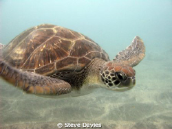 Gertie, Tenerife by Steve Davies 